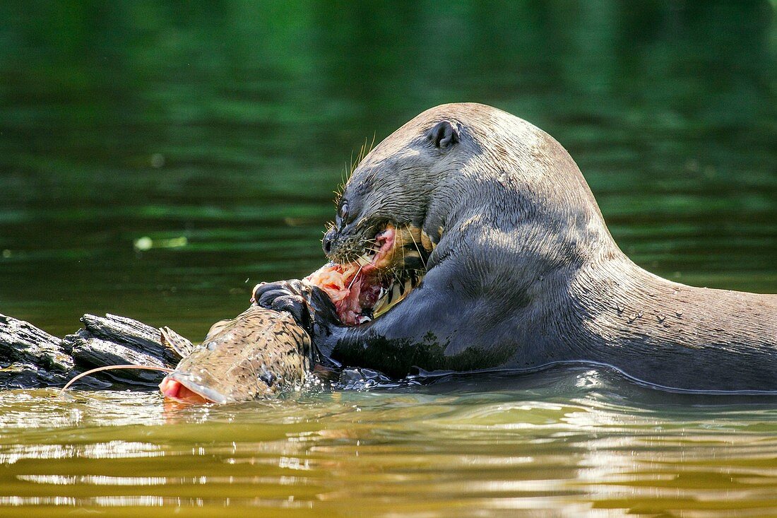 Giant otter feeding