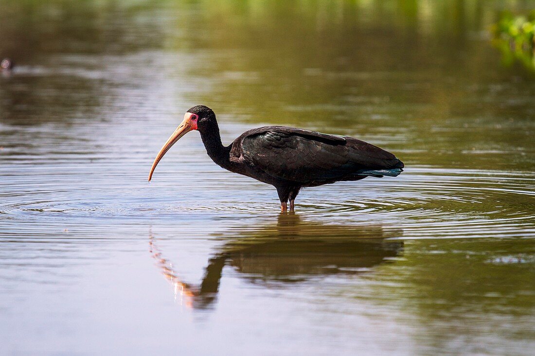 Bare-face ibis