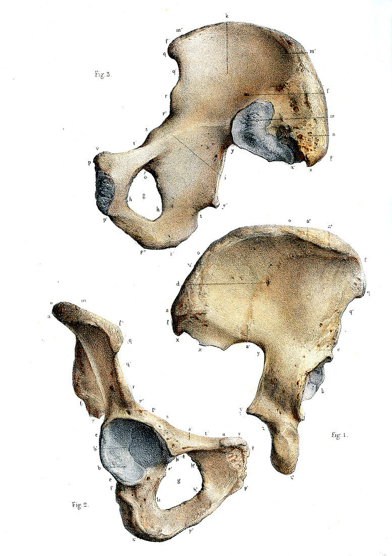 Pelvis anatomy,19th Century illustration