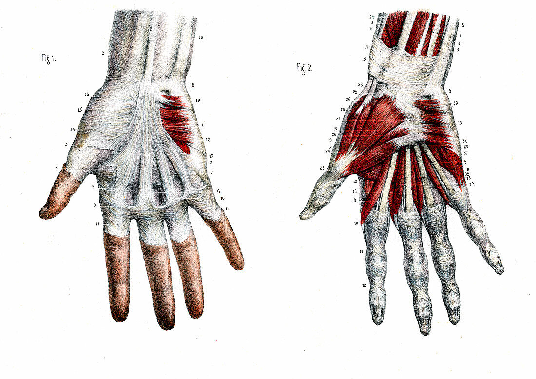 Human hand,19th Century illustration