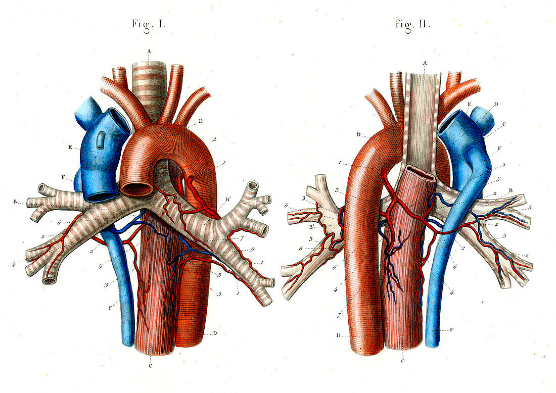 Aortic arch,19th Century illustration