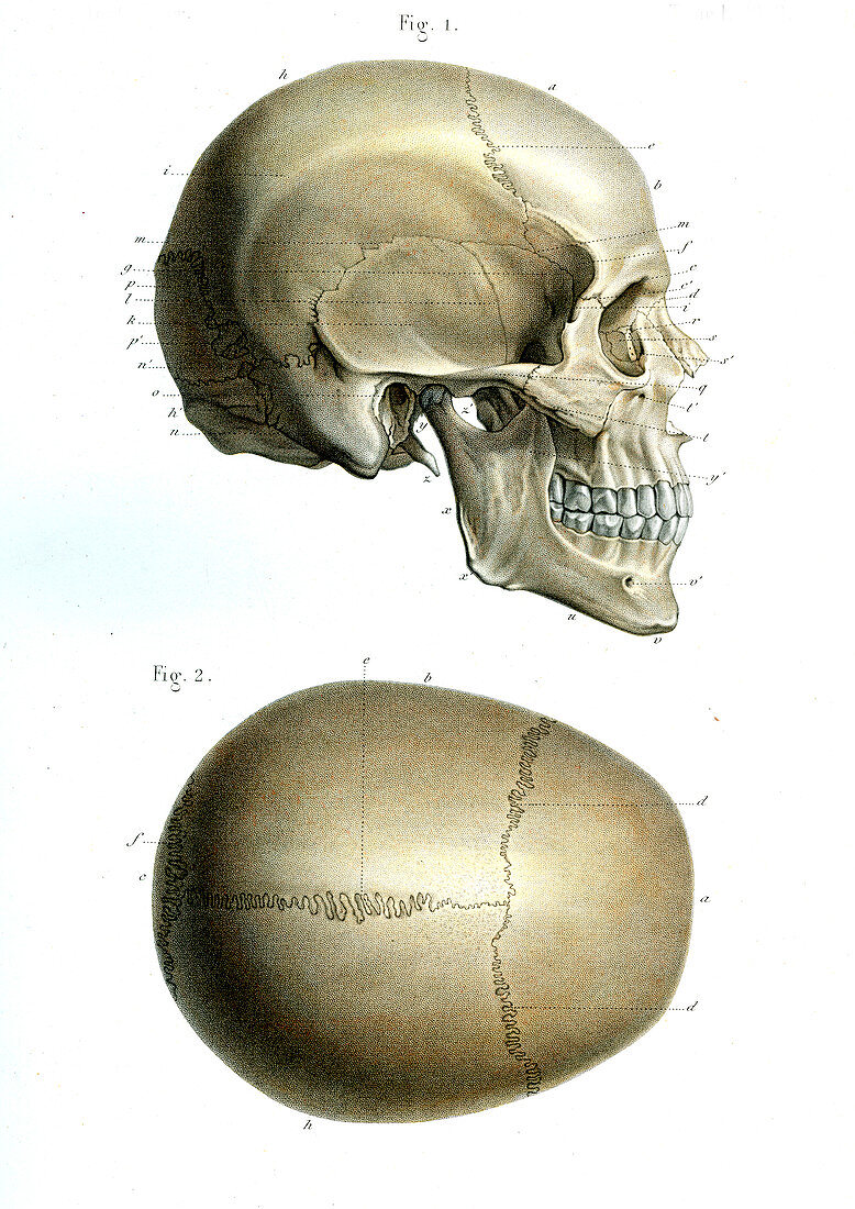 Human skull,19th Century illustration