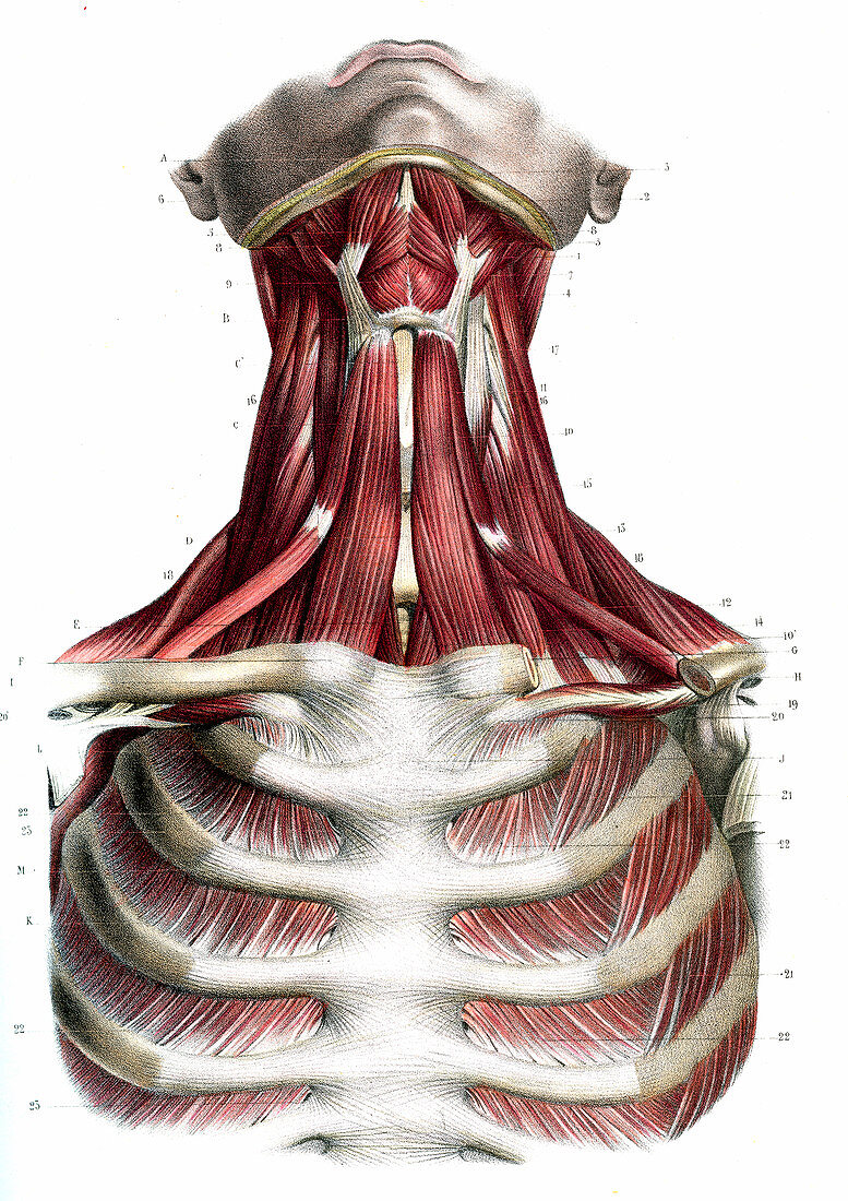 Chest and neck muscles,illustration