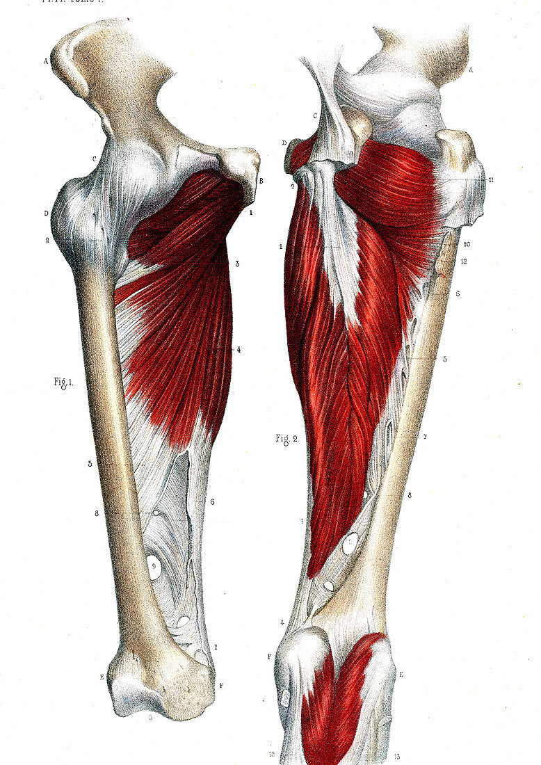 Leg joints,19th Century illustration