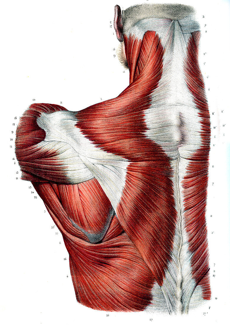 Chest and shoulder muscles,illustration