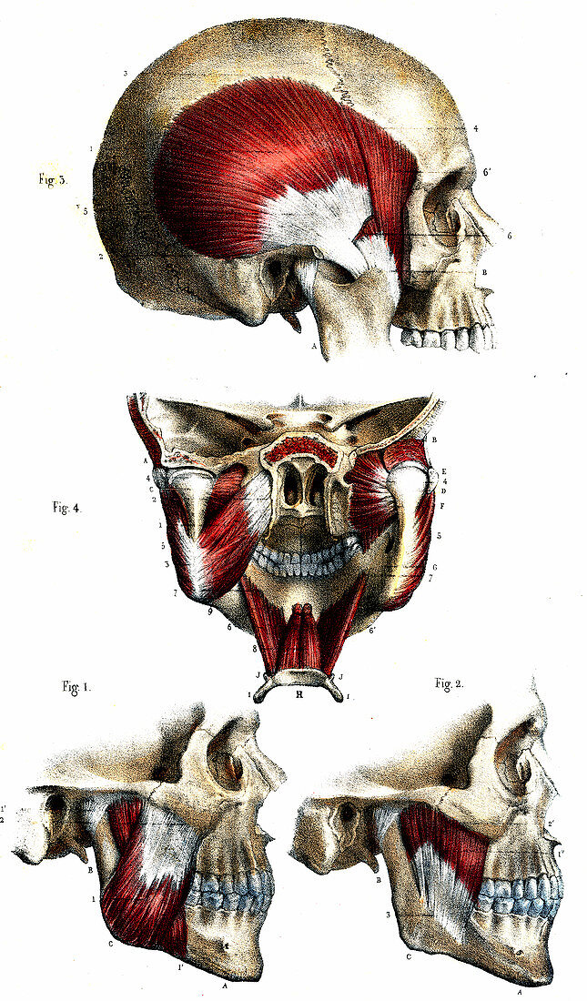 Skull anatomy,19th Century illustration