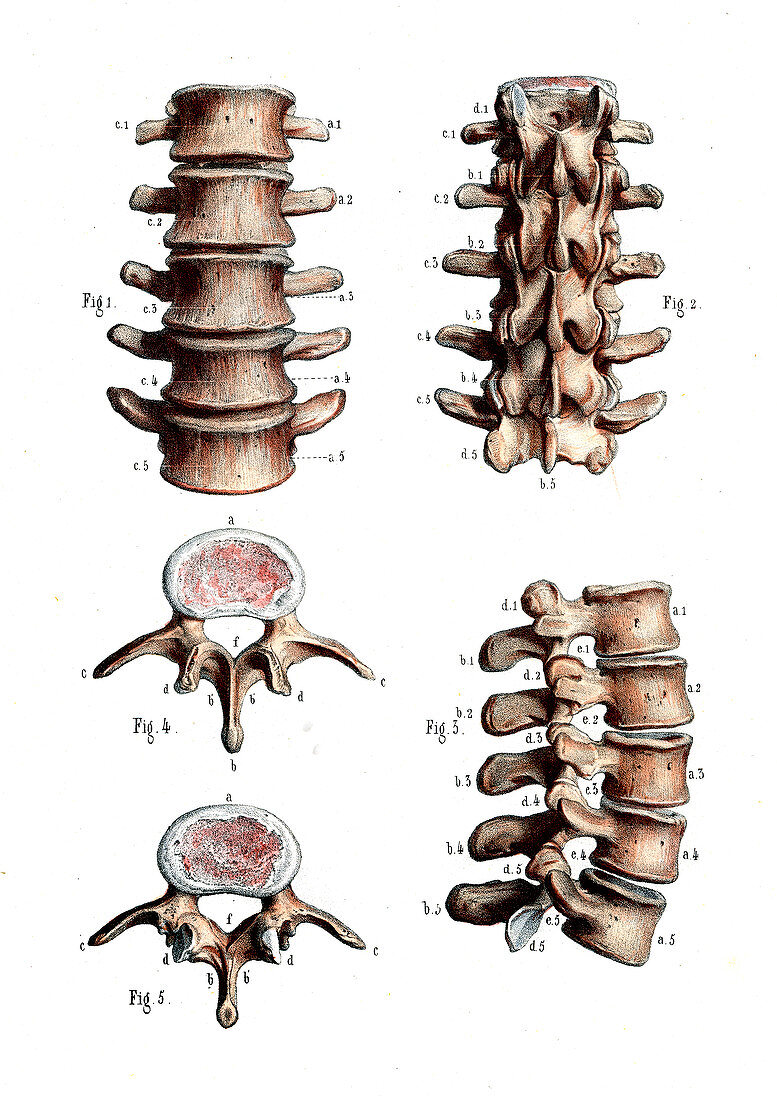 Lumbar spine anatomy,illustration