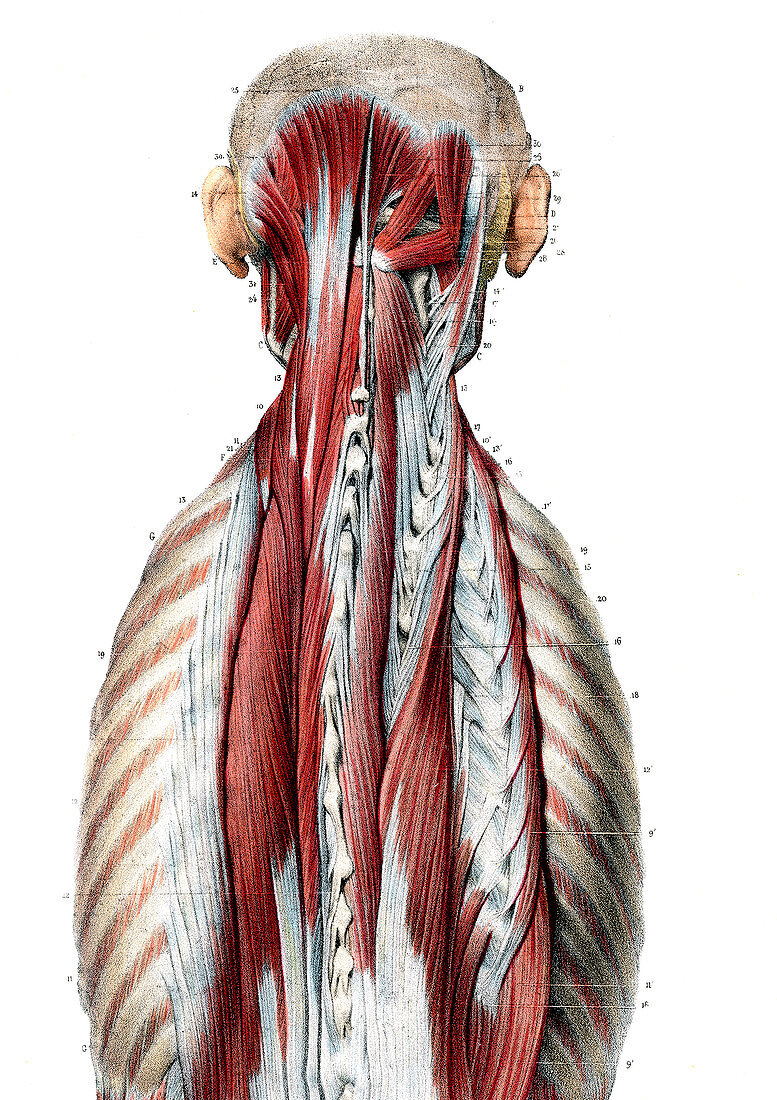 Chest and neck muscles,illustration
