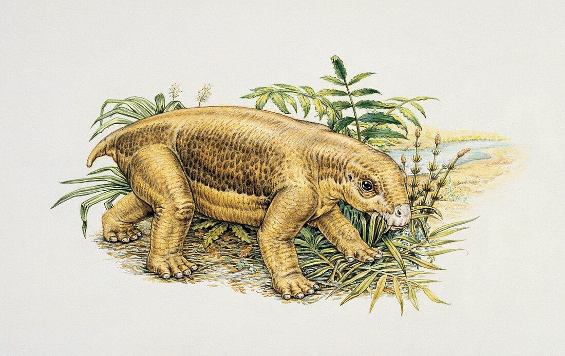 Lystrosaurus in a bush,illustration