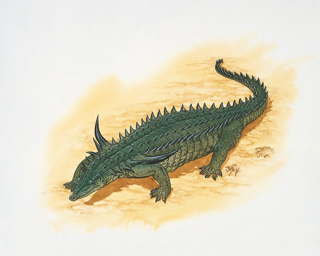 Desmatosuchus,illustration