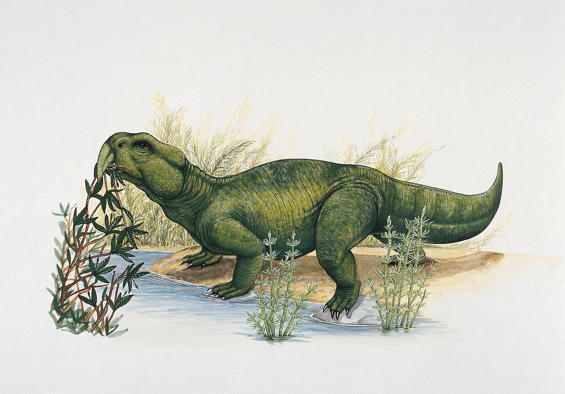 Hyperodapedon eating plants,illustration