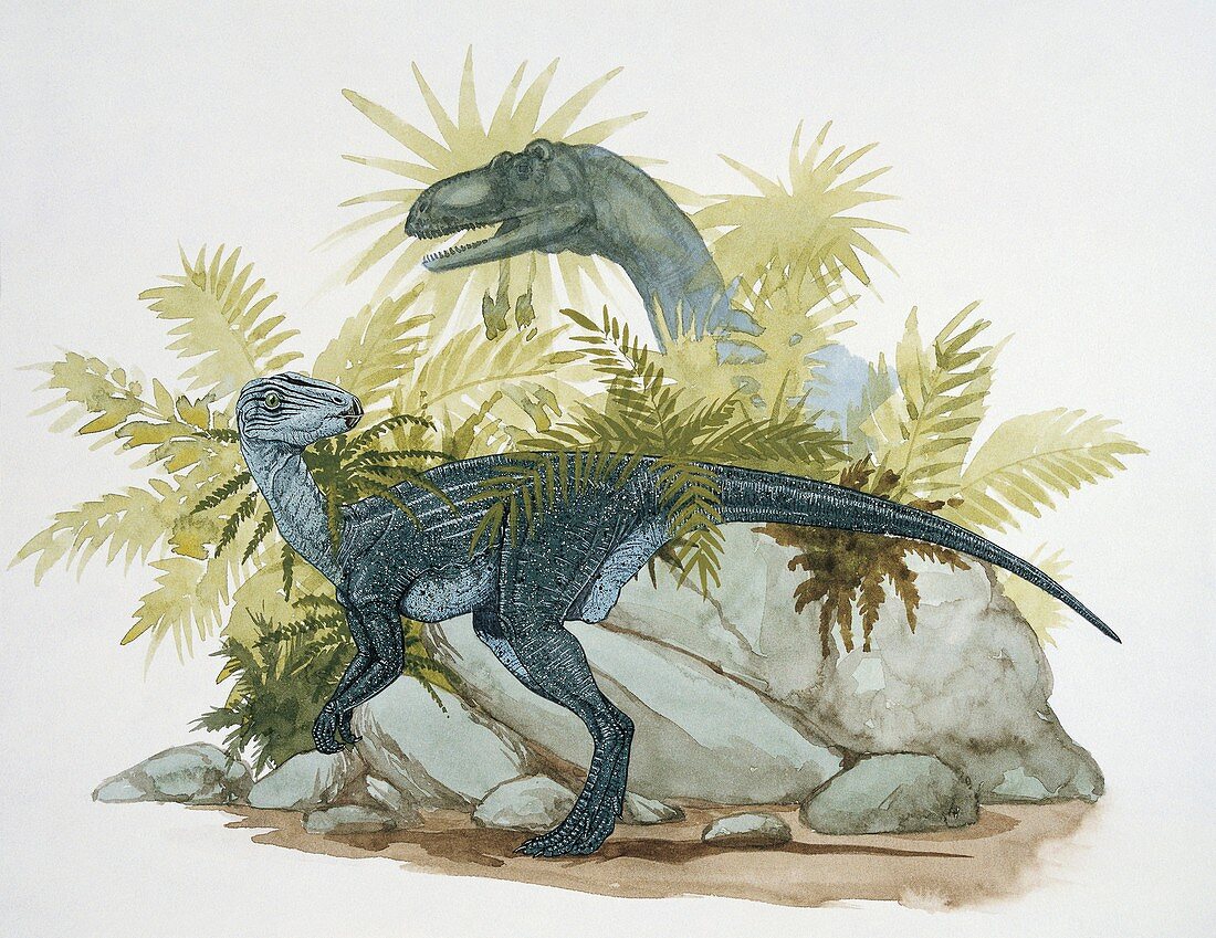 Profile of two pisanosaurus,illustration