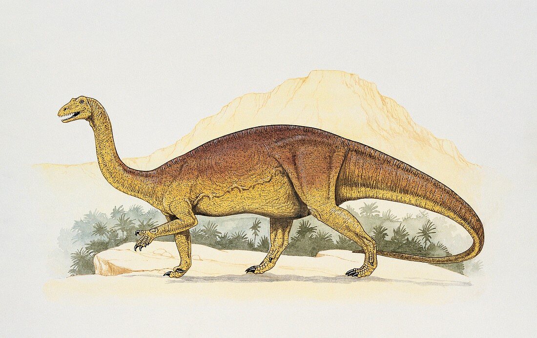 Sellosaurus walking,illustration