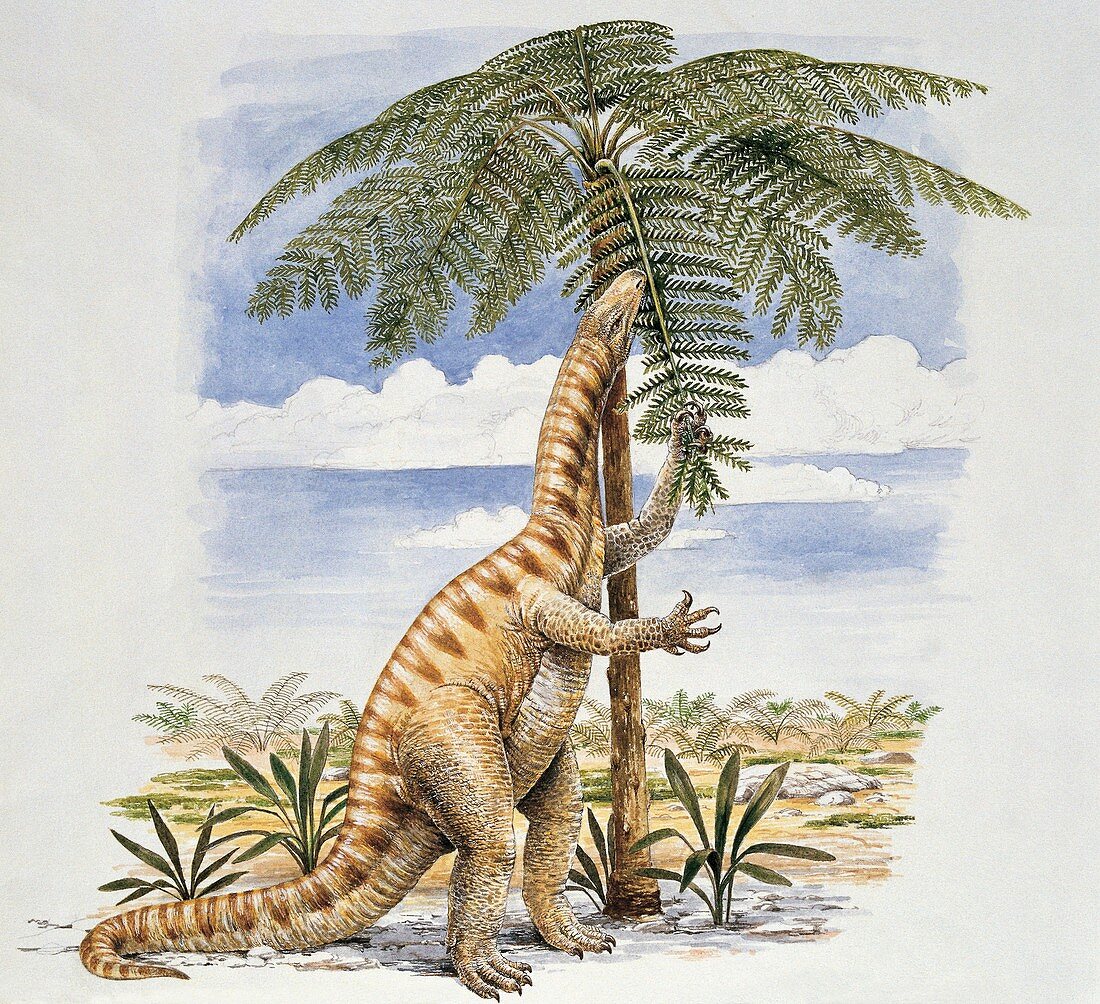 Lufengosaurus eating leaves,illustration