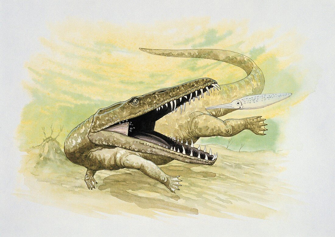 Nothosaurus hunting fish,illustration