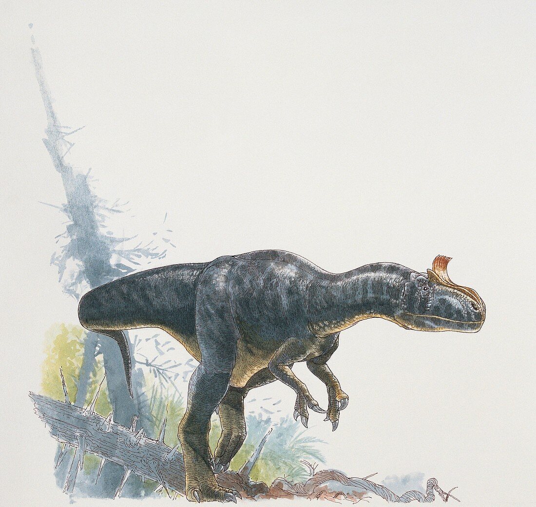 Prehistoric reptile,illustration