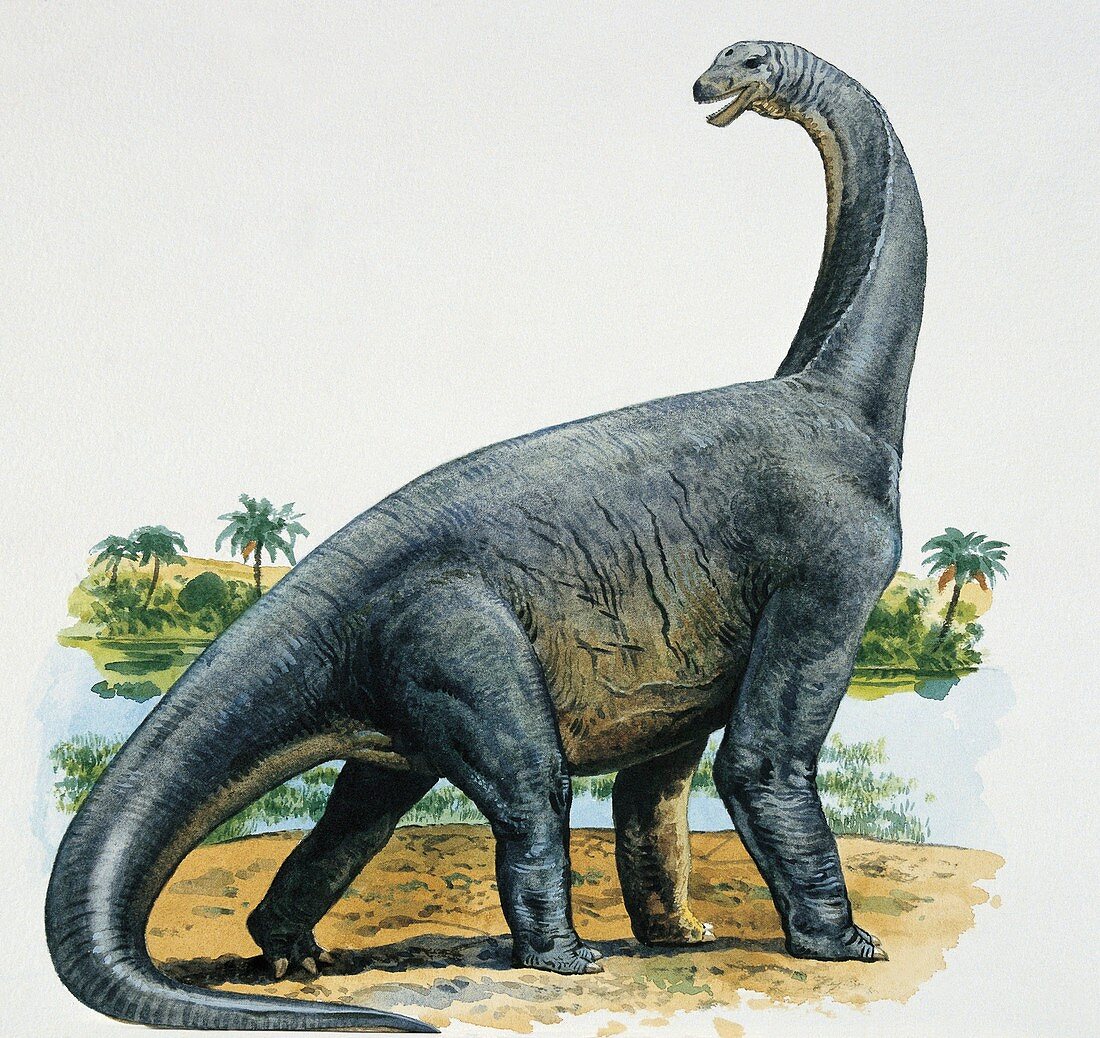 Close-up of a cetiosaurus,illustration