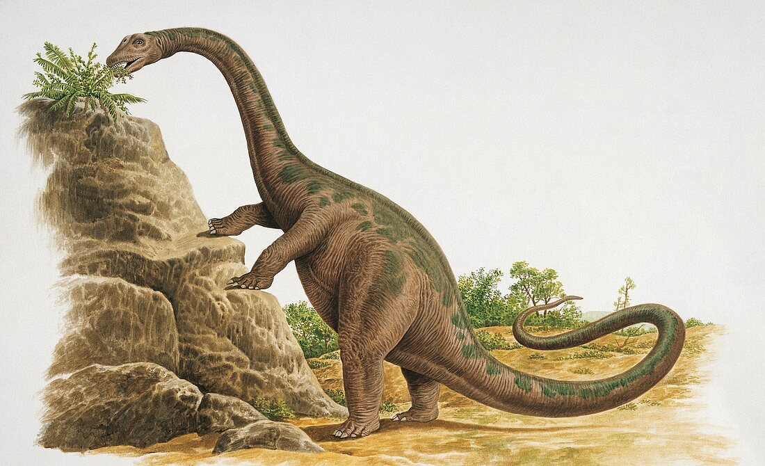 Cetiosauriscus,illustration