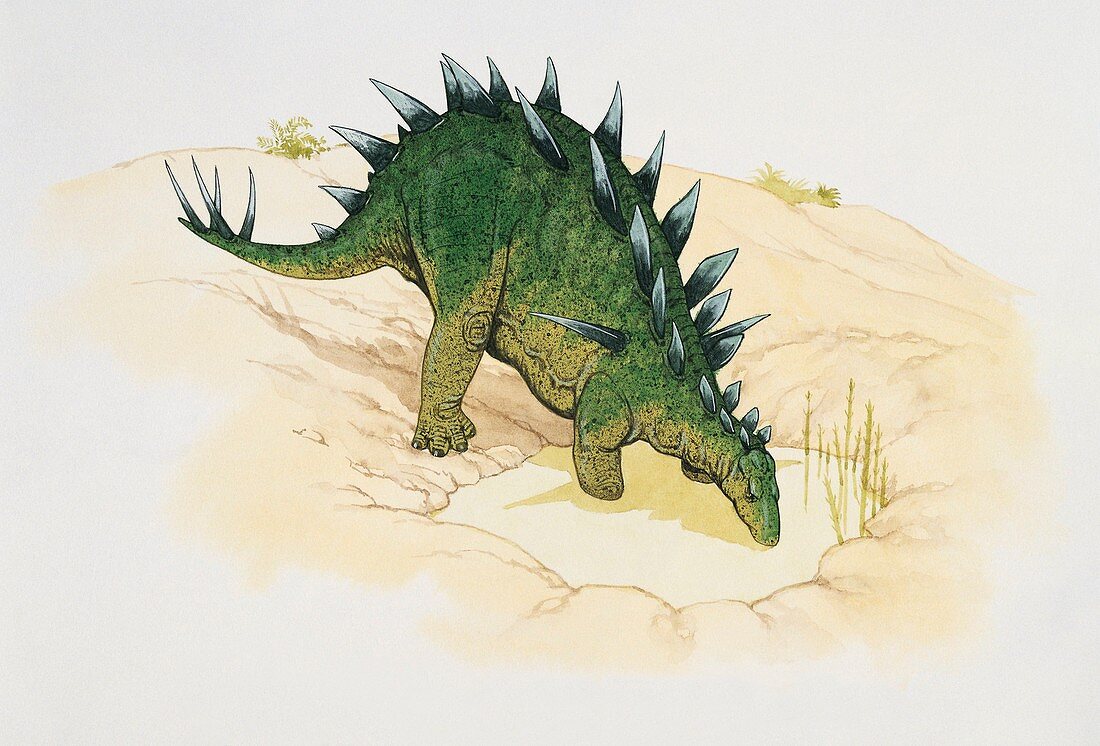 Lexovisaurus dinosaur,illustration
