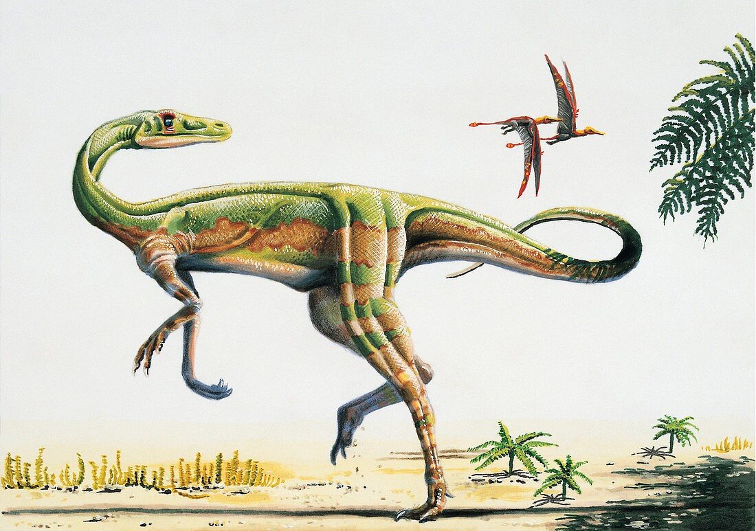Dinosaur with birds,illustration