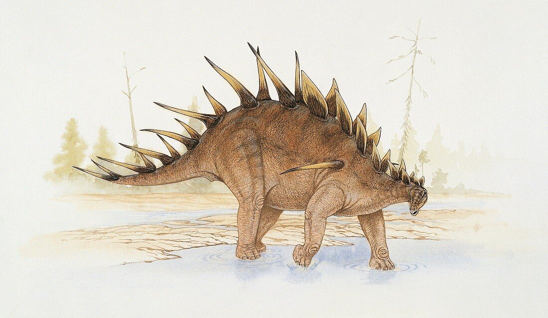 Kentrosaurus dinosaur,illustration