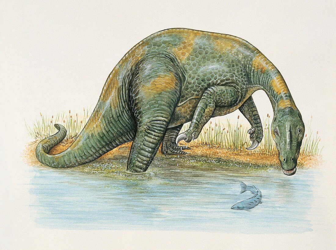 Baryonyx dinosaur,illustration