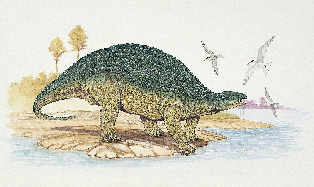 Dinosaur drinking water,illustration