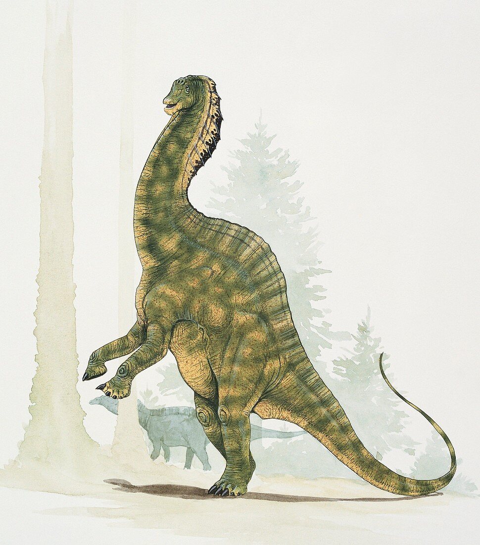 Side profile of a dinosaur,illustration