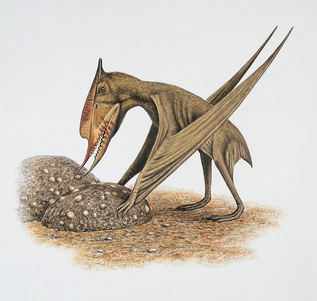 Side profile of a bird,illustration