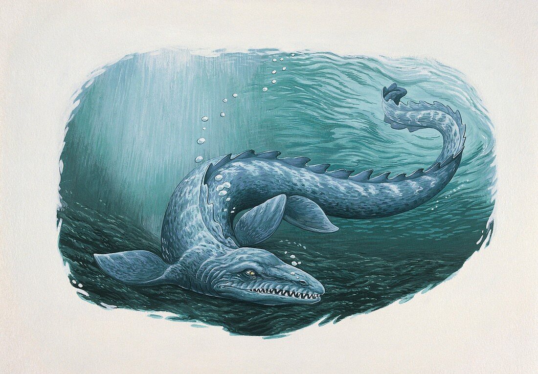 Tylosaurus swimming,illustration