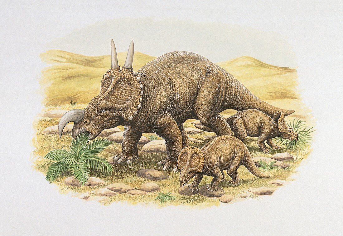 Three einiosaurus dinosaurs,illustration