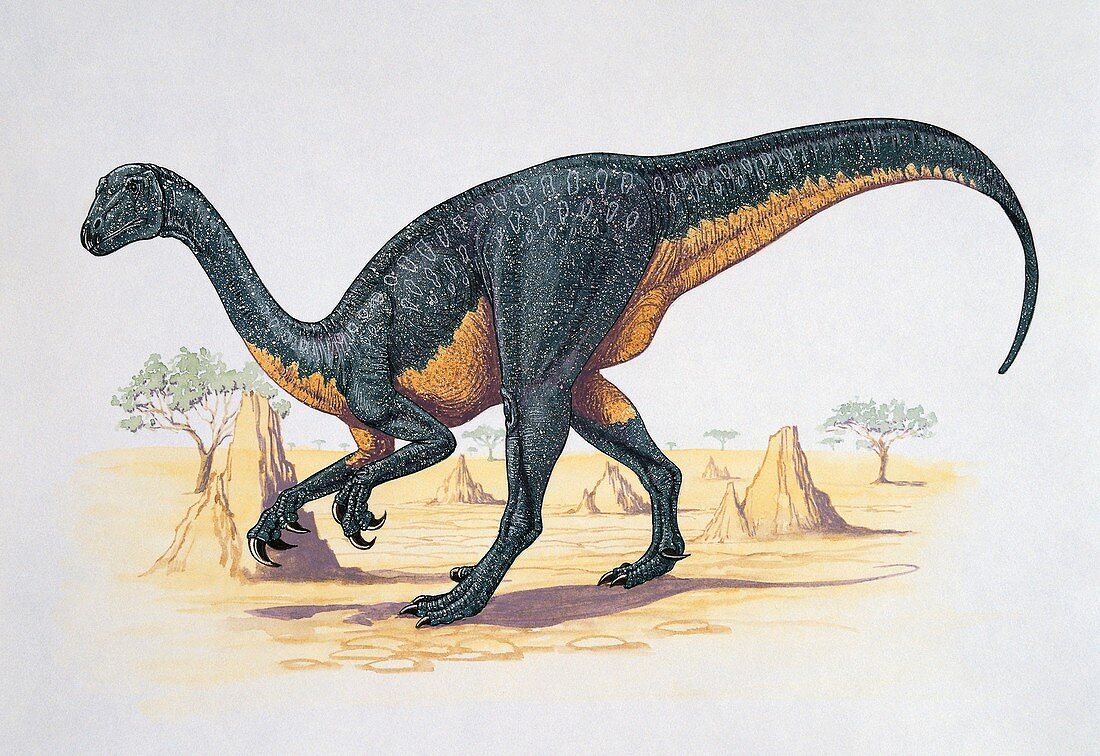 Therizinosaurus dinosaur,illustration