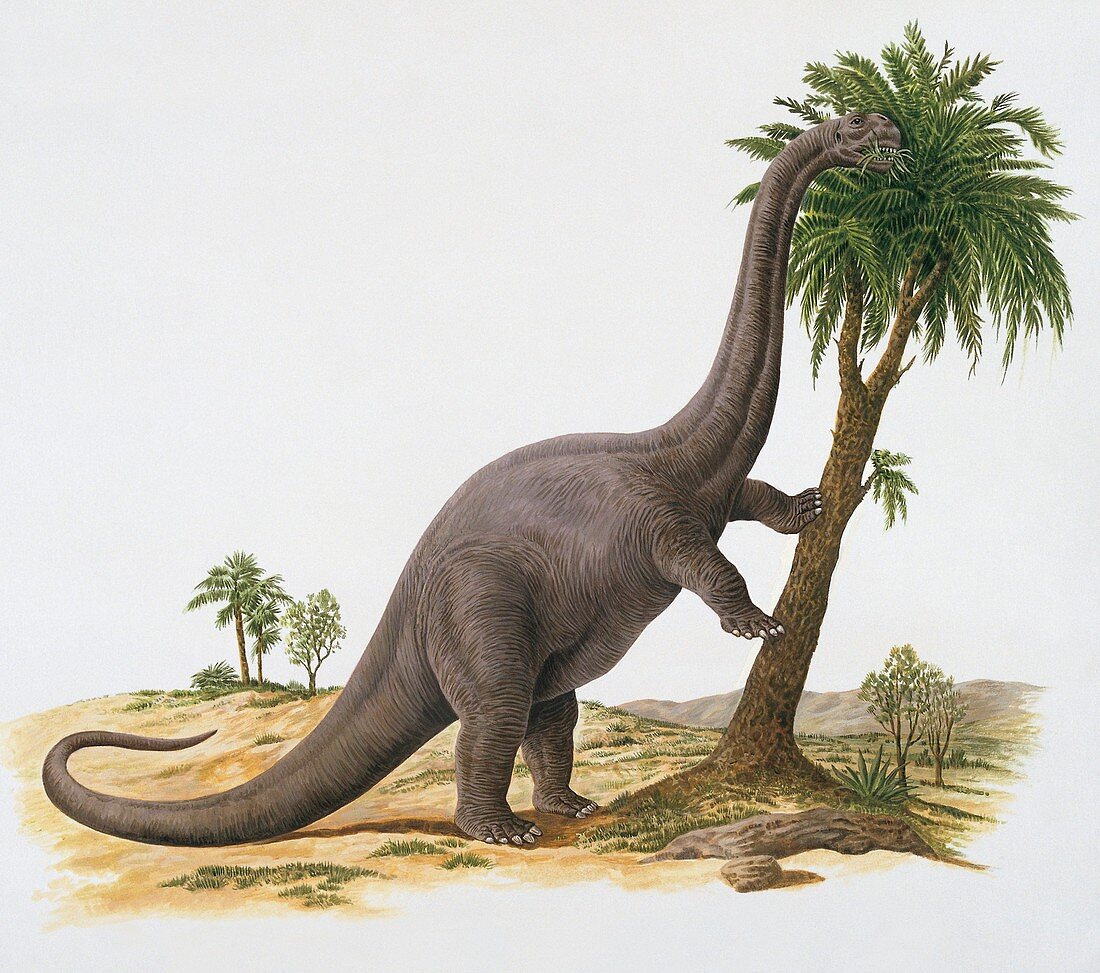 Aeolosaurus dinosaur,illustration