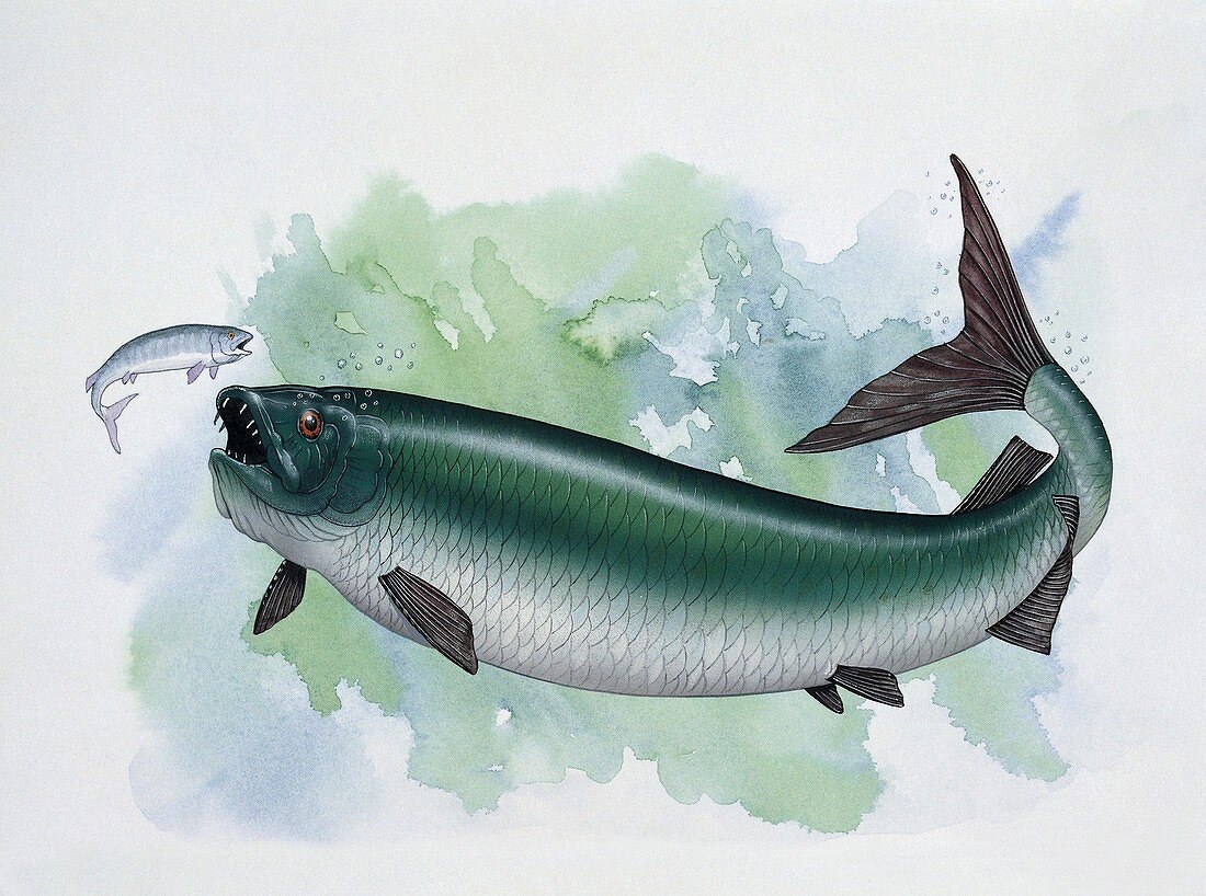 Xiphactinus hunting a fish,illustration