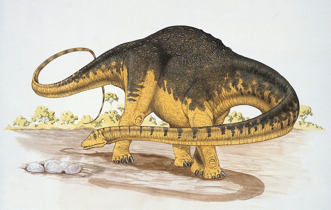 Hypselosaurus,illustration