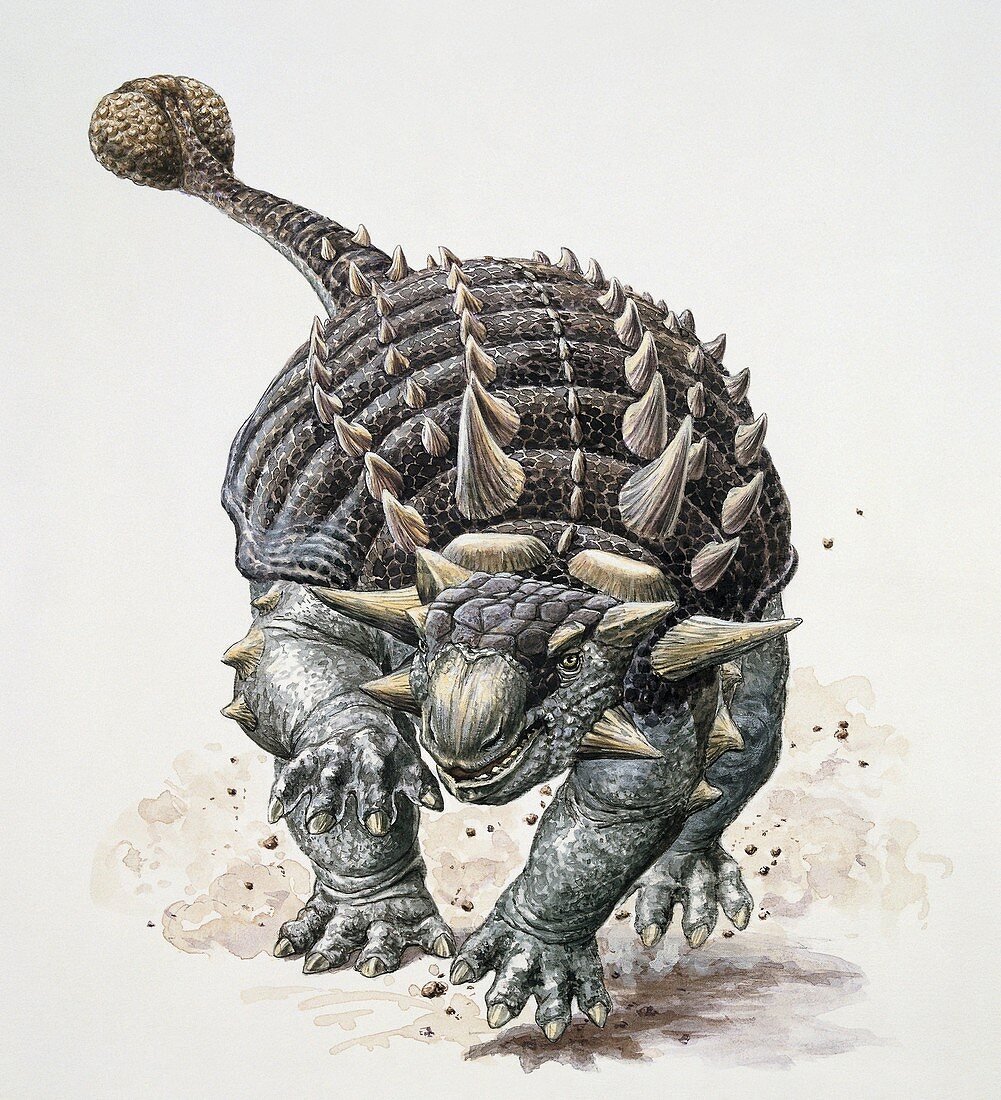 Ankylosaurus dinosaur,illustration