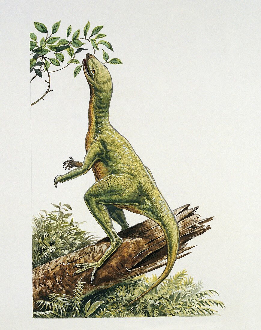 Dinosaur eating a leaf,illustration