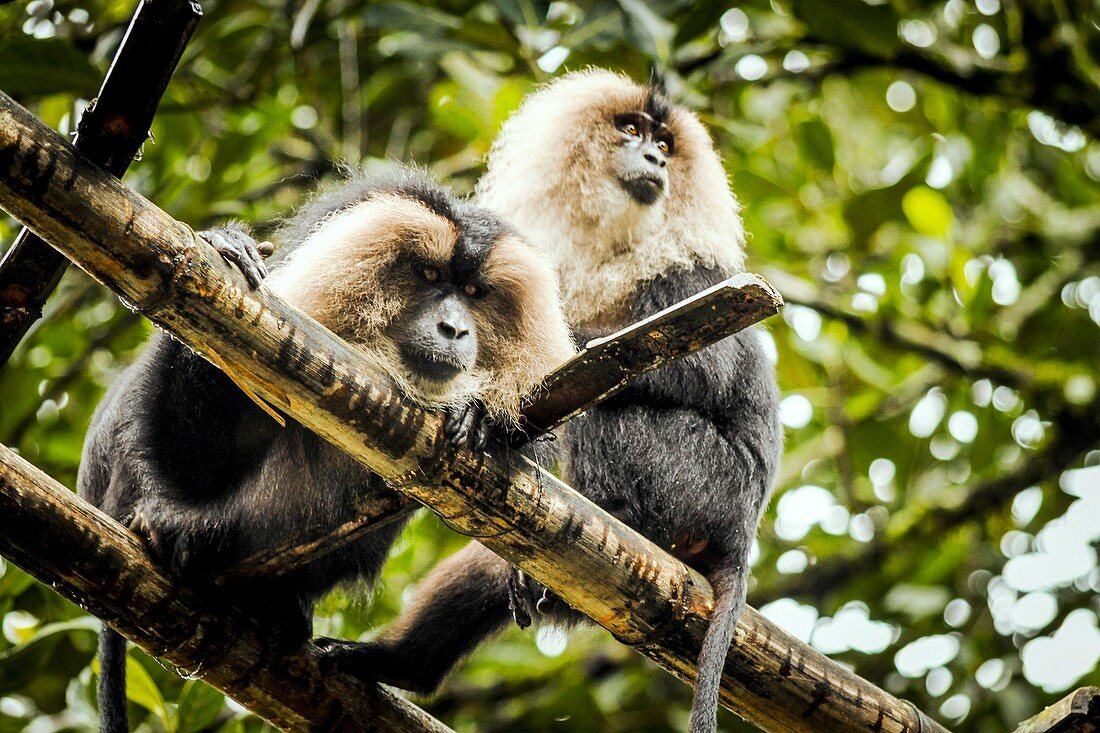 Lion-tailed macaques