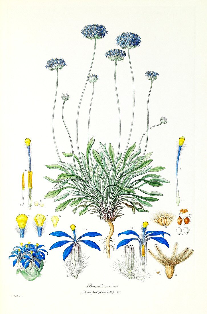 Blue pincushion flowers,19th century