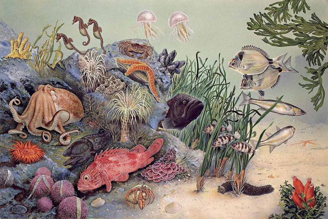 Various sea animals,illustration