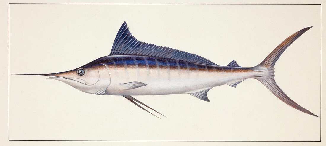 Striped marlin,illustration