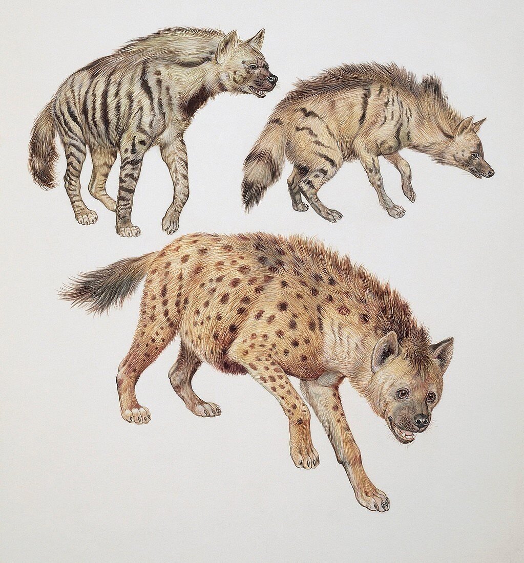 Three hyena dogs,illustration