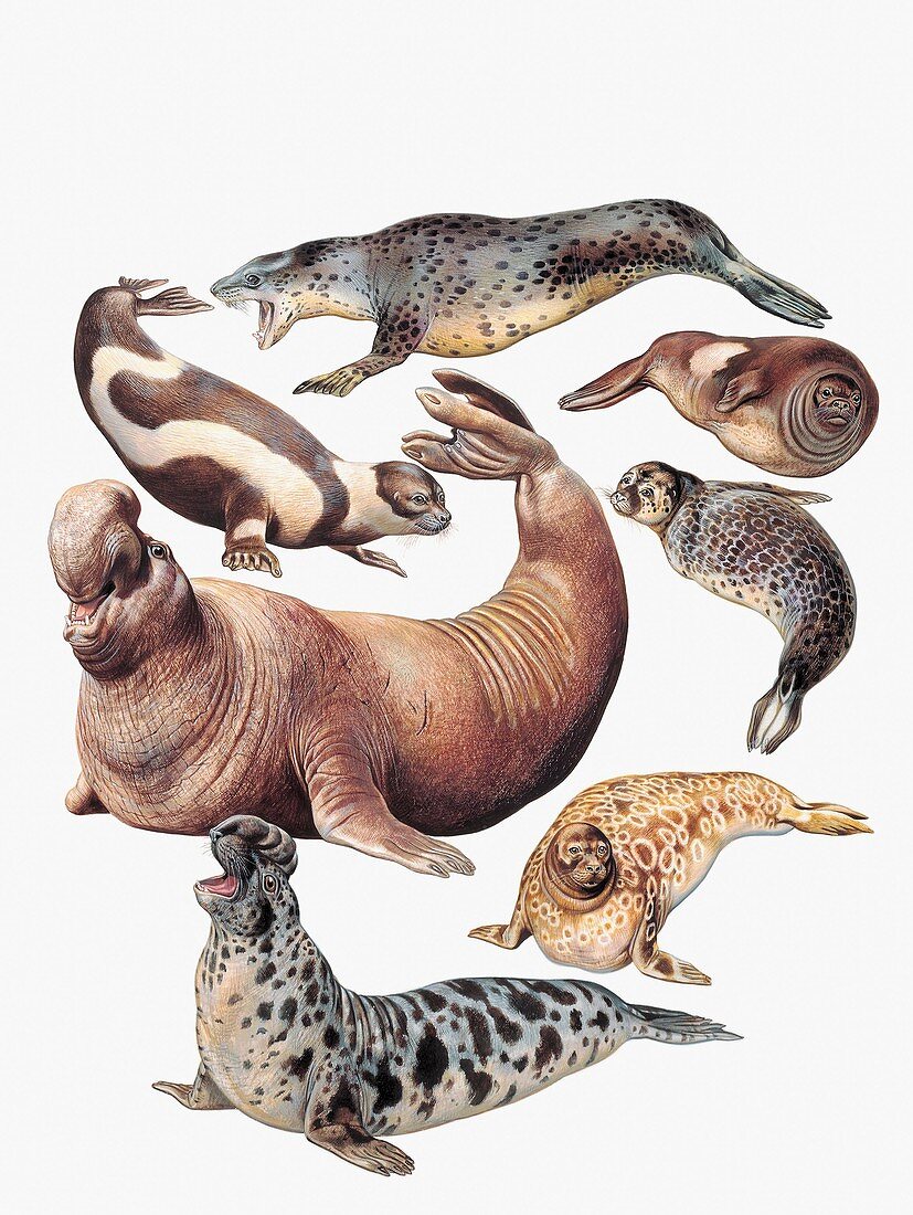 Phocidae seals,illustration