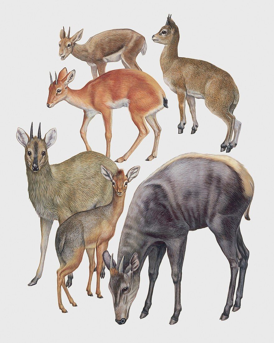 Neotraginae mammals,illustration
