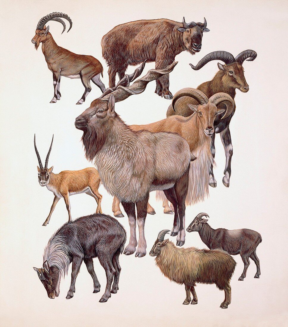 Mammals,antilocapridae,illustration