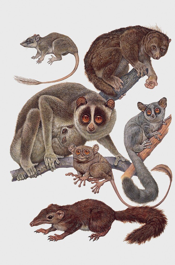 Lemuridae mammals,illustration