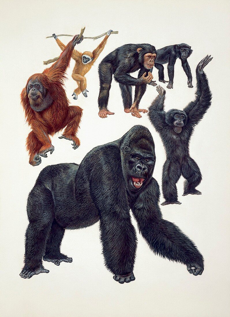 Primates,illustration