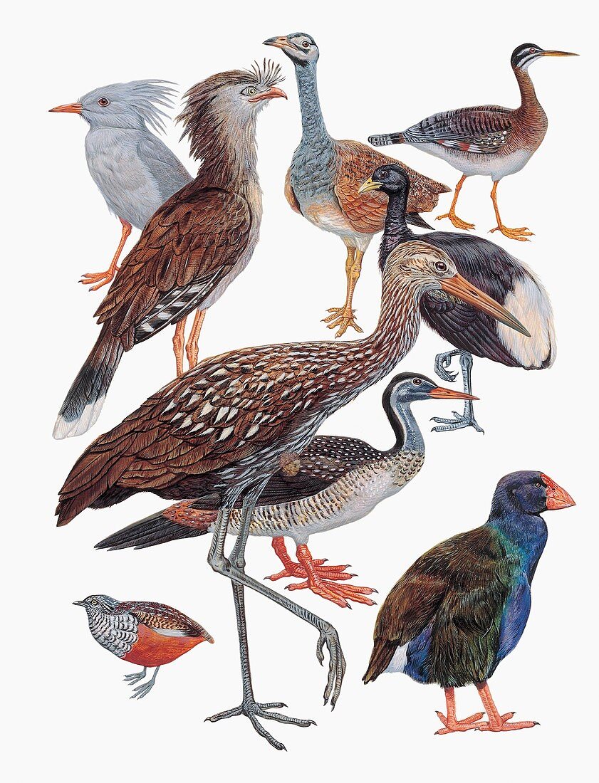 Gruiformes birds,illustration