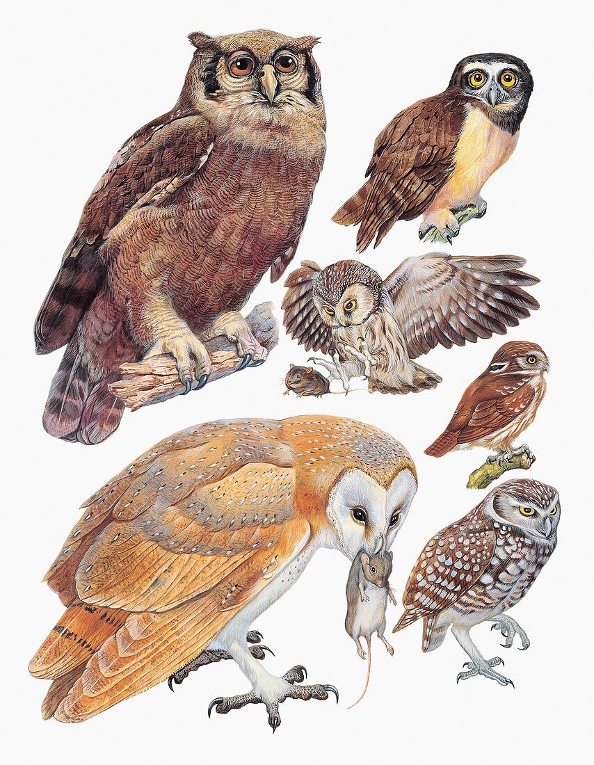 Owls,illustration