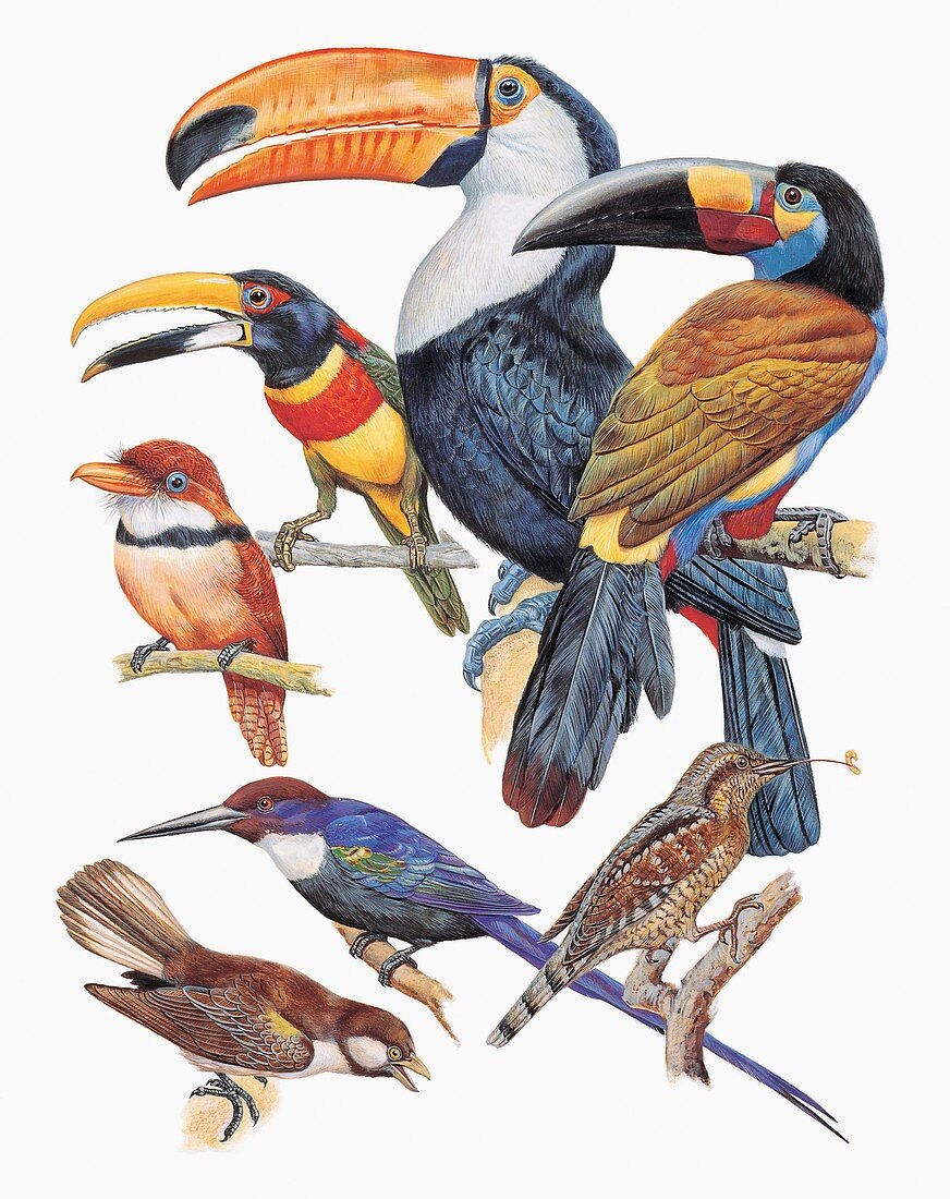 Piciformes birds,illustration